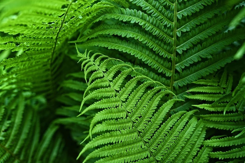 Fertilizing Plants