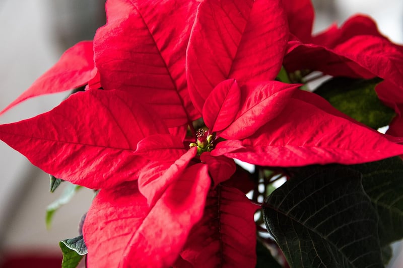 Winter Poinsettia