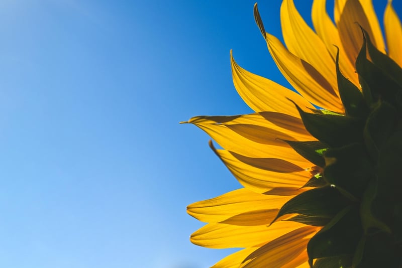 Summer Sunflower